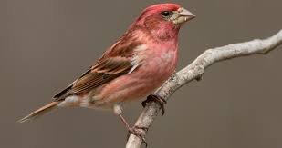 Where in America can purple finches be found?