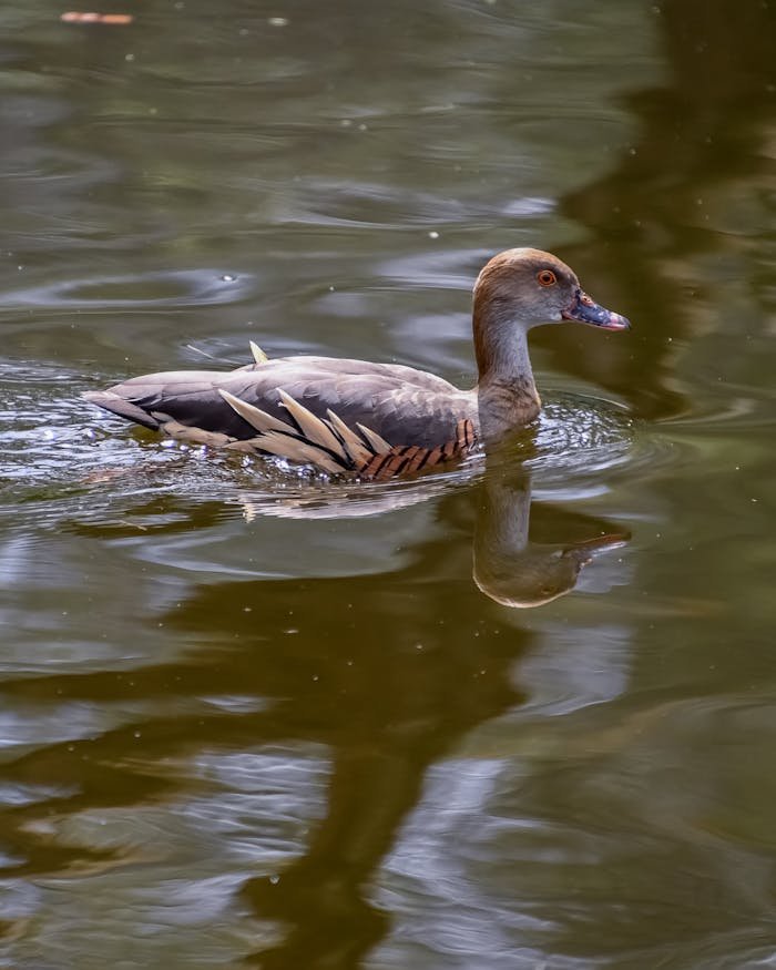 Plumed Whistling Duck