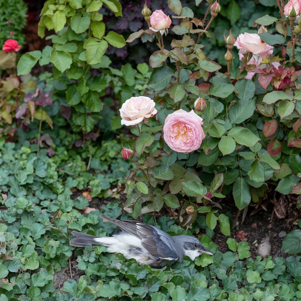 How To Help An Injured Bird In Your Yard