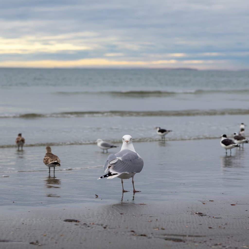 The Secrets Of Birdwatching Beach Birds
