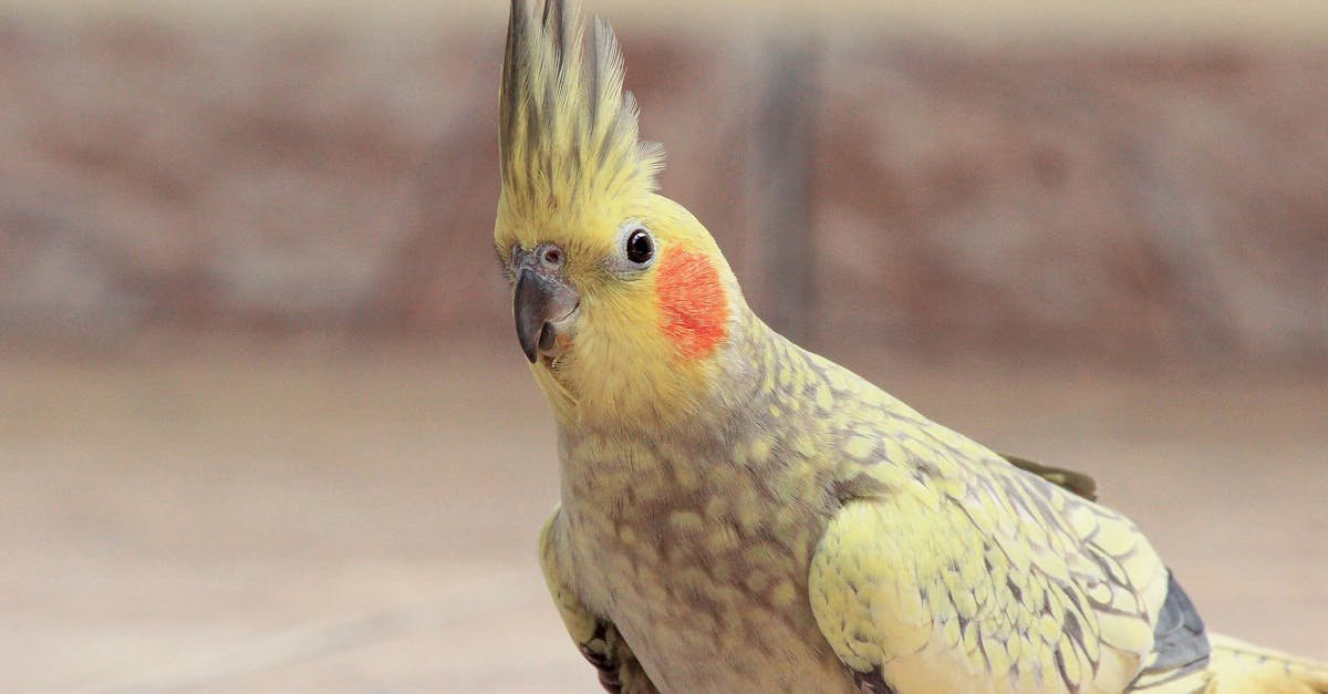 How many days can a cockatiel be left alone?