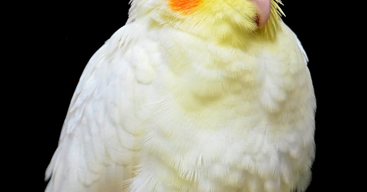 Is it OK to spray a cockatiel with water?