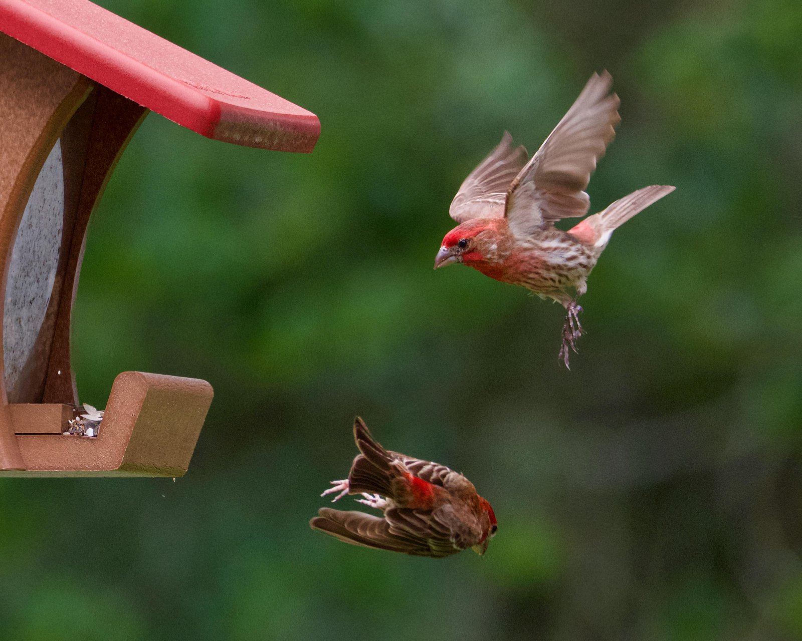 How Long Do Finch Birds Live