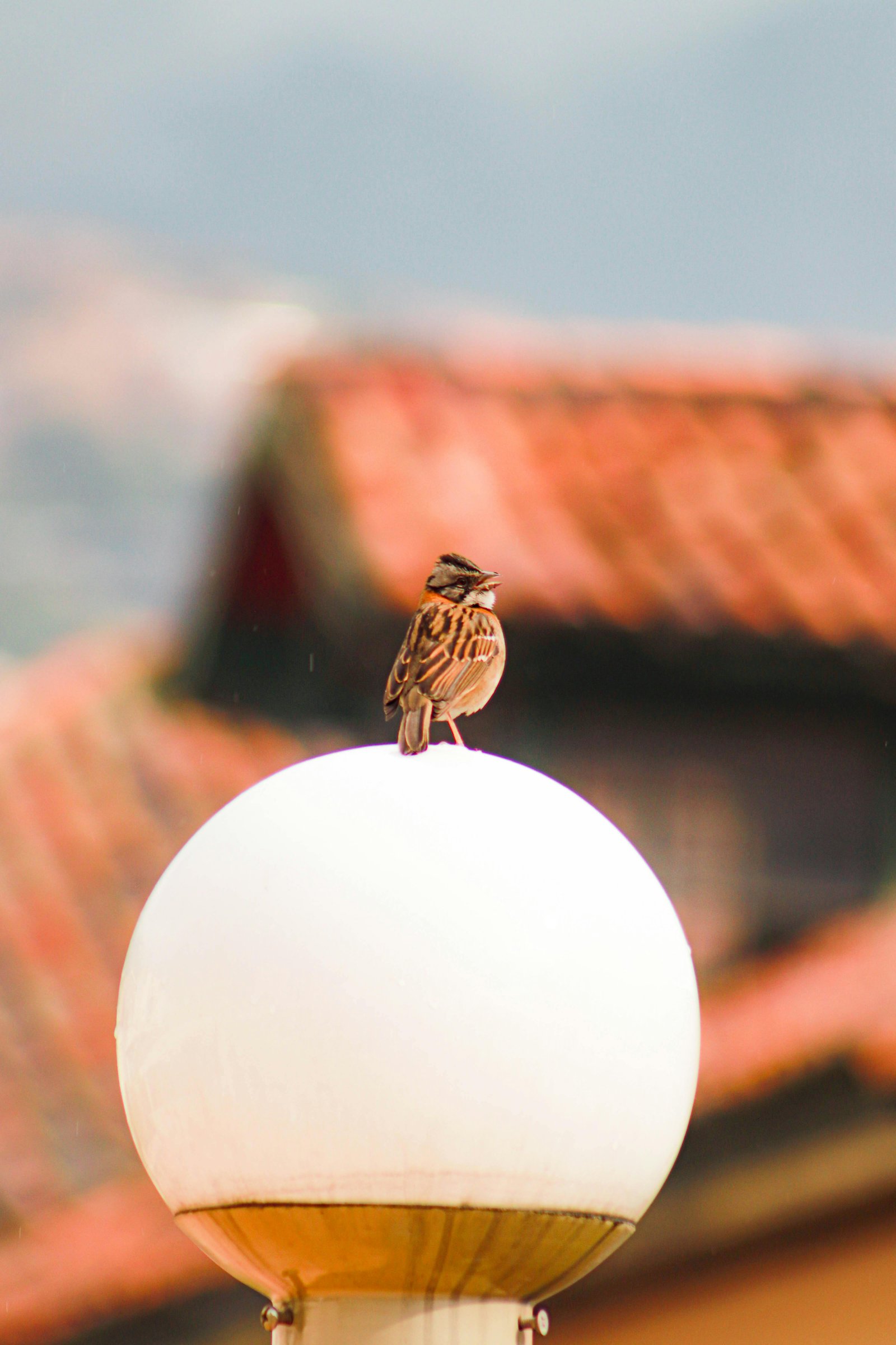 Rare backyard birds