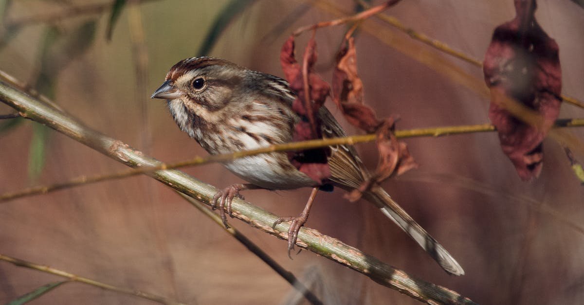 What color attracts songbirds?