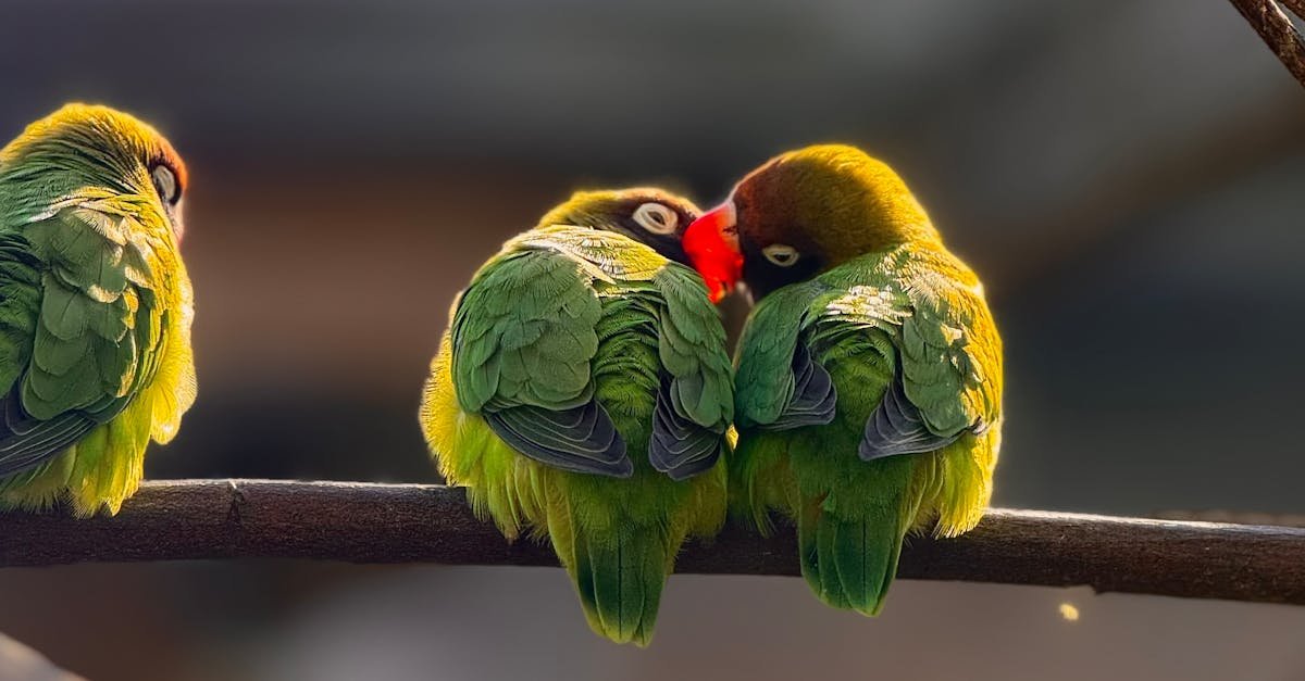 What is the most cuddly pet bird?