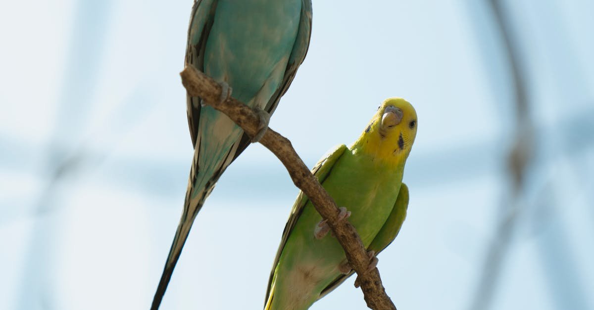 Which is the friendliest bird?